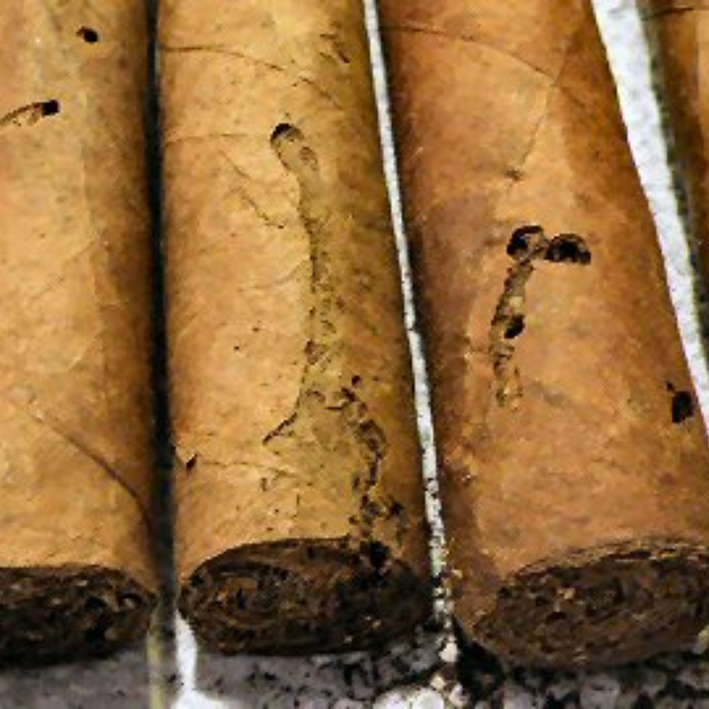 Какие жуки живут в хьюмидоре